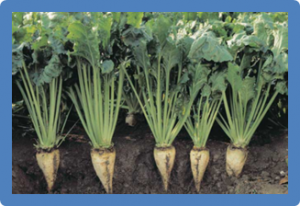 Discovery of interesting new polymorphisms in a sugar beet (elite &times; exotic) progeny by comparison with an elite panel
