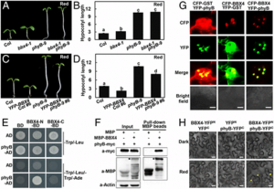 BBX4, a phyB-interacting and modulated regulator, directly interacts with PIF3 to fine tune red light-mediated photomorphogenesis