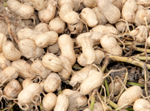 Discovery of two novel and adjacent QTLs on chromosome B02 controlling resistance against bacterial wilt in peanut variety Zhonghua 6
