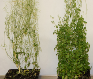Researchers Discover Longevity Gene in Plants