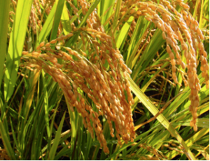 Protein Phosphorylation and Phosphoproteome: An Overview of Rice