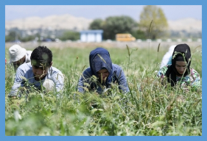 FAO Asia-Pacific conference highlights the importance of innovation and partnership in promoting healthy diets