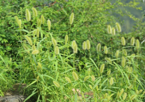 Researchers Sequence Genomes of 600 Green Millet Plants, Find Gene for Dispersal