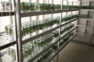 The genetic diversity of our plants and forests is at risk, new FAO reports warn
