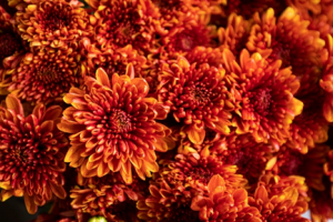 Simultaneous TALEN-mediated knockout of chrysanthemum DMC1 genes confers male and female sterility