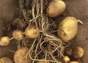 Natural variations in SlSOS1 contribute to the loss of salt tolerance during tomato domestication 