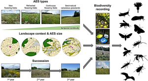 A multitaxa assessment of the effectiveness of agri-environmental schemes for biodiversity management