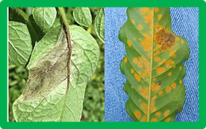 The persistent threat of emerging plant disease pandemics to global food security
