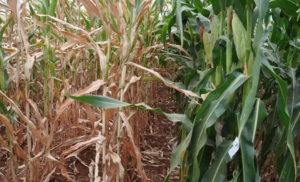 Beat the stress: breeding for climate resilience in maize for the tropical rainfed environments