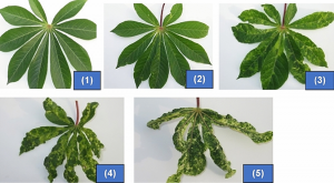 Marker-assisted selection complements phenotypic screening at seedling stage to identify cassava mosaic disease-resistant genotypes in African cassava populations