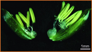 OsMYB103 is essential for tapetum degradation in rice