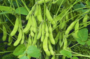 Overexpression of the Transcription Factor GmbZIP60 Increases Salt and Drought Tolerance in Soybean (Glycine max)