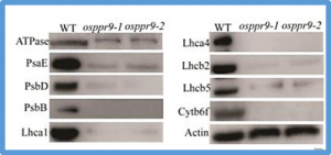 OsPPR9 encodes a DYW-type PPR protein that affects editing efficiency of multiple RNA editing sites and is essential for chloroplast development