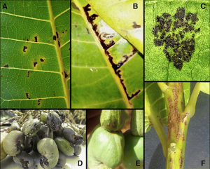 Draft Genome Sequence of Seven Pigmented Strains of Xanthomonas citri pv. anacardii, the Causal Agent of Cashew Angular Spot