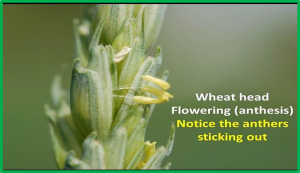 Fine mapping and genetic analysis identified a C2H2-type zinc finger as a candidate gene for heading date regulation in wheat
