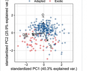Grain yield and adaptation of spring wheat to Norwegian growing conditions is driven by allele frequency changes at key adaptive loci discovered by genome wide association mapping 