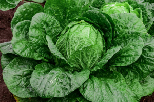 BrKCS6 mutation conferred a bright glossy phenotype to Chinese cabbage