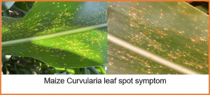 Characterization and fine mapping of a maize lesion mimic mutant (Les8) with enhanced resistance to Curvularia leaf spot and southern leaf blight