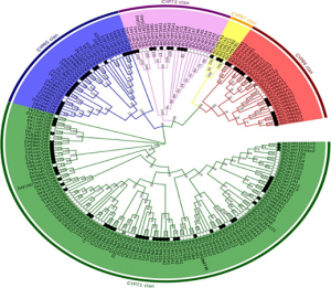 Genome-wide identification and expression analyses of CYP450 genes in sweet potato (Ipomoea batatas L.)