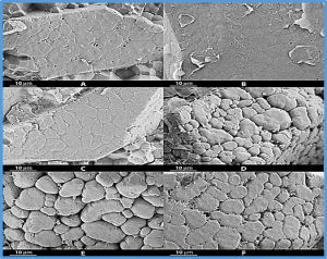 Endosperm structure and Glycemic Index of Japonica Italian rice varieties