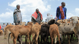 Effective data management is a game changer for smallholder sheep and goat breeding programs
