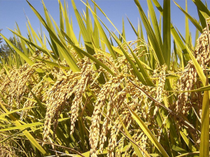 Real-time emulation of future global warming reveals realistic impacts on the phenological response and quality deterioration in rice
