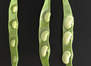 Identification of consistent QTL and candidate genes associated with seed traits in common bean by combining GWAS and RNA-Seq