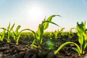 Experts Report Gene Editing Breakthrough in Maize