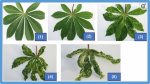 Marker-assisted selection complements phenotypic screening at seedling stage to identify cassava mosaic disease-resistant genotypes in African cassava populations