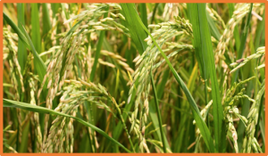 Introgression of blast and bacterial blight disease resistance genes in a rice genotype ADT43 through marker assisted back cross breeding