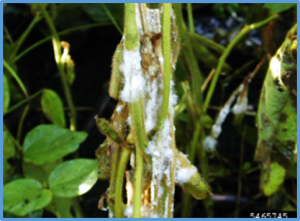 Genetic diversity and genome-wide association study of partial resistance to Sclerotinia stem rot in a Canadian soybean germplasm panel