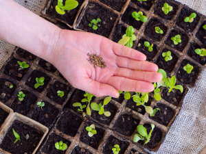 Global Transgenic Seeds Market Predicted to Reach $80.91 Billion by 2033