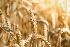 USDA APHIS Releases Regulatory Status Review on HB4 Wheat