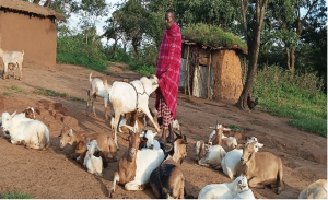 Goats with Aprons? A traditional anti-mating innovation used by Maasai communities in Tanzania