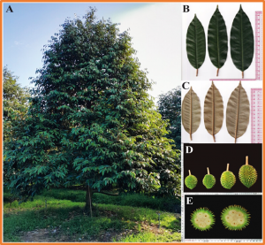 The complete chloroplast genome of Durio zibethinus L. cultivar Ri6 (Helicteroideae, Malvaceae)
