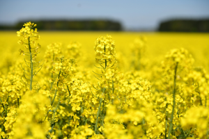 Researchers Identify Gene Regulating Flowering Time and Leaf Angle in Rapeseed