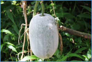 Map-based cloning revealed BhAPRR2 gene regulating the black peel formation of mature fruit in wax gourd (Benincasa hispida)