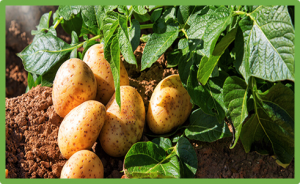 Expression pattern of Stlhcb gene family in potato and effects of overexpression of Stcp24 gene on potato photosynthesis