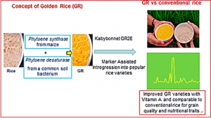 Compositional Analysis of Genetically Engineered GR2E &ldquo;Golden Rice&rdquo; in Comparison to That of Conventional Rice