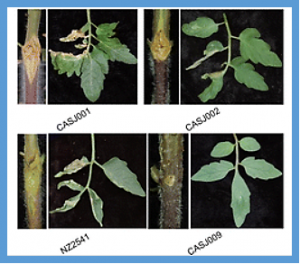 Comparative Genomics to Develop a Specific Multiplex PCR Assay for Detection of Clavibacter michiganensis