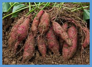 High-throughput deep sequencing reveals the important role that microRNAs play in the salt response in sweet potato (Ipomoea batatas L.).