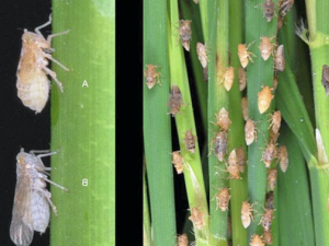 Cry1C rice doesn`t affect the ecological fitness of rice brown planthopper, Nilaparvata lugens either under RDV stress or not