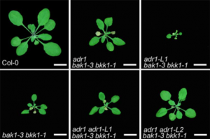 Loss of the common immune coreceptor BAK1 leads to NLR-dependent cell death