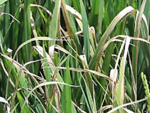 Bacterial Blight Induced Shifts in Endophytic Microbiome of Rice Leaves and the Enrichment of Specific Bacterial Strains With Pathogen Antagonism