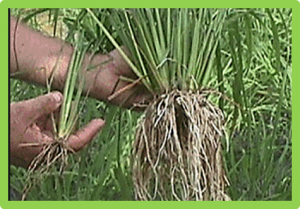 Method for initially selecting Al-tolerant rice varieties based on the charge characteristics of their roots