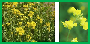 Multi-omics-based prediction of hybrid performance in canola