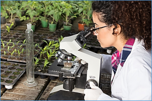 TALEN-mediated bar-knockout Rice Production and Transcriptome Profiling