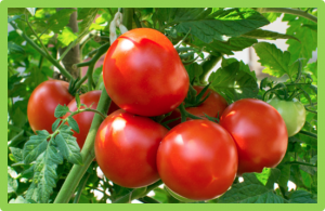 The GORKY glycoalkaloid transporter is indispensable for preventing tomato bitterness