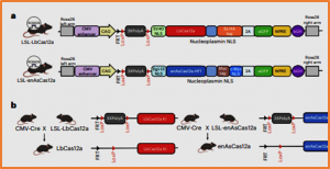 Cas12a-knock-in mice for multiplexed genome editing, disease modelling and immune-cell engineering