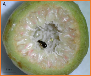 The evolution of parasitism from mutualism in wasps pollinating the fig, Ficus microcarpa, in Yunnan Province, China